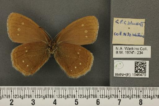 Aphantopus hyperantus (Linnaeus, 1758) - BMNHE_1046479_a_26086