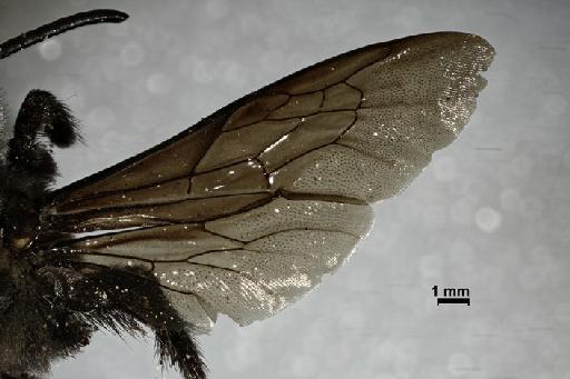 Epicharis bicolor Smith, F., 1854 - Epicharis_bicolor-BMNH(E)970286-wing-0,8x