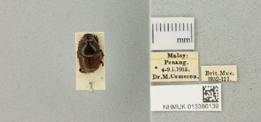 Onthophagus sagittarius (Fabricius, 1775) - 013386139_772380_983578