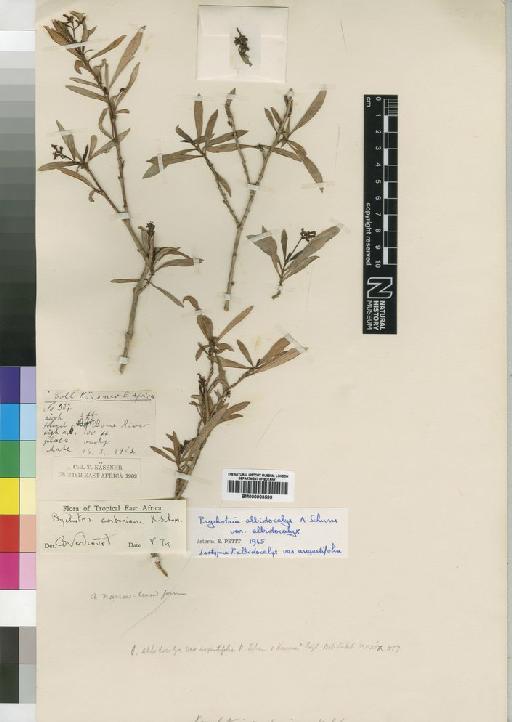 Psychotria amboniana Schum - BM000903599