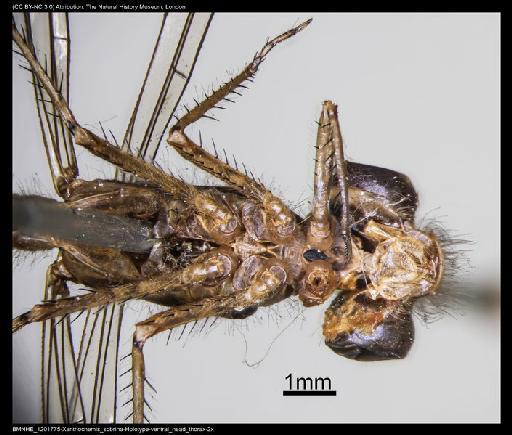 Xanthocnemis sobrinum McLachlan, 1873 - BMNHE_1201775-Xanthocnemis_sobrina-Holotype-ventral_head_thorax-2x