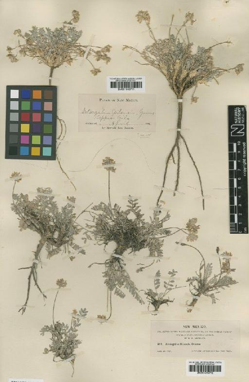 Astragalus gilensis Greene - BM001042711