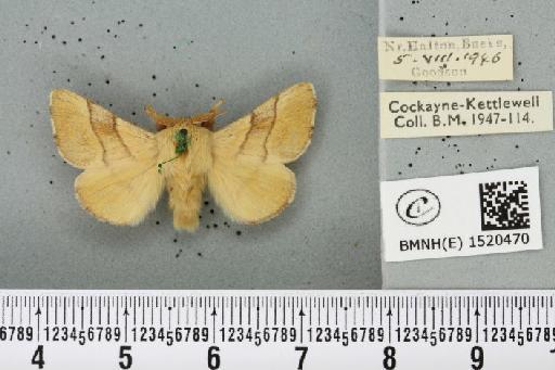 Malacosoma neustria (Linnaeus, 1758) - BMNHE_1520470_190258