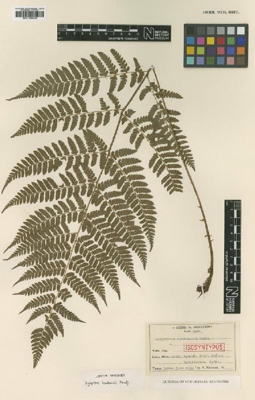 Dryopteris hondoensis Koidz. - BM001066035