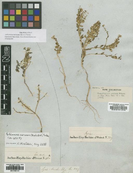 Aethionema syriacum (Boiss) Bornm - BM000582590