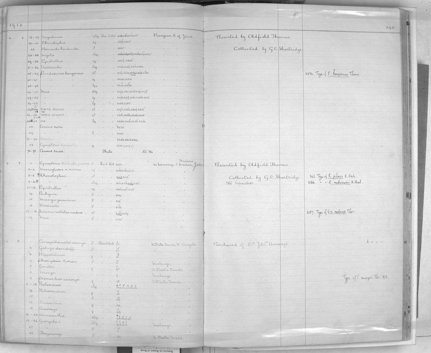 Zoology Accessions Register: Mammals: 1904 - 1910: page 245