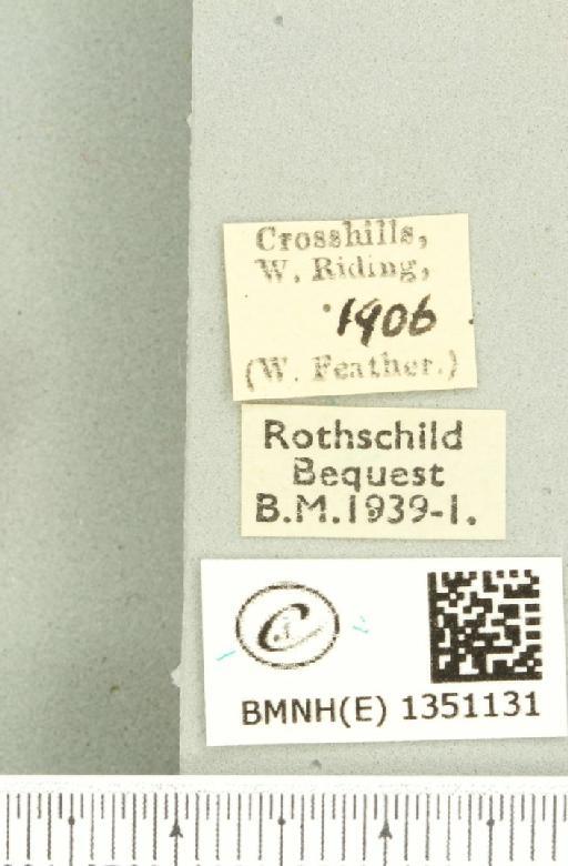 Korscheltellus lupulina ab. dacicus Caradja, 1893 - BMNHE_1351131_label_186243