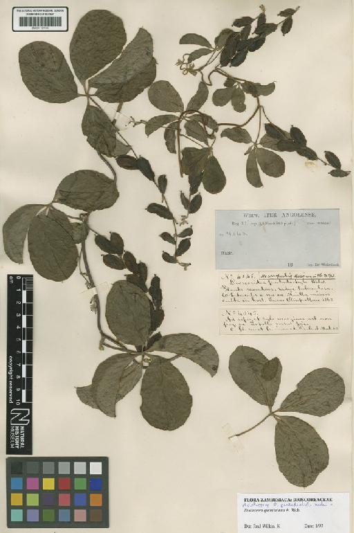 Dioscorea quartiniana A.Rich. - BM001191166