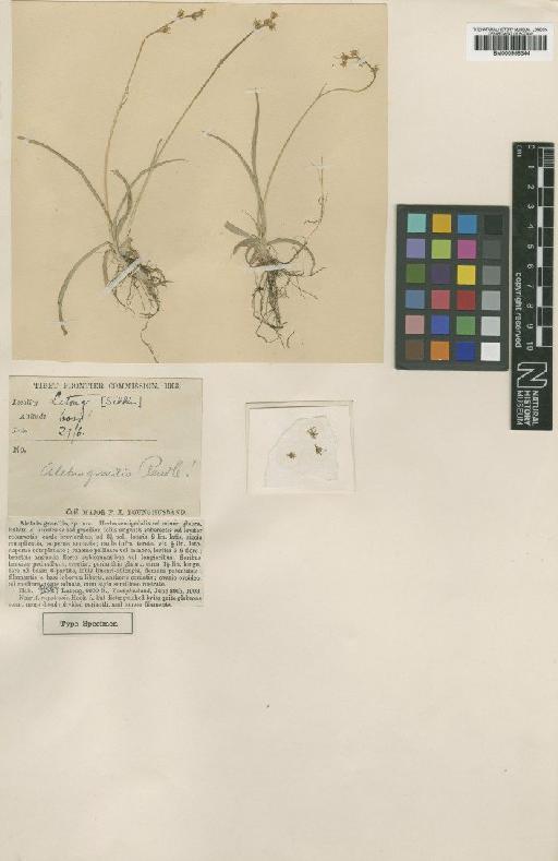 Aletris gracilis Rendle - BM000958344