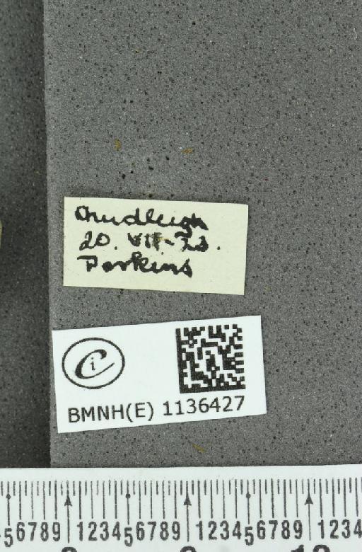Neozephyrus quercus ab. infraflavomaculata Lempke, 1956 - BMNHE_1136427_label_94257