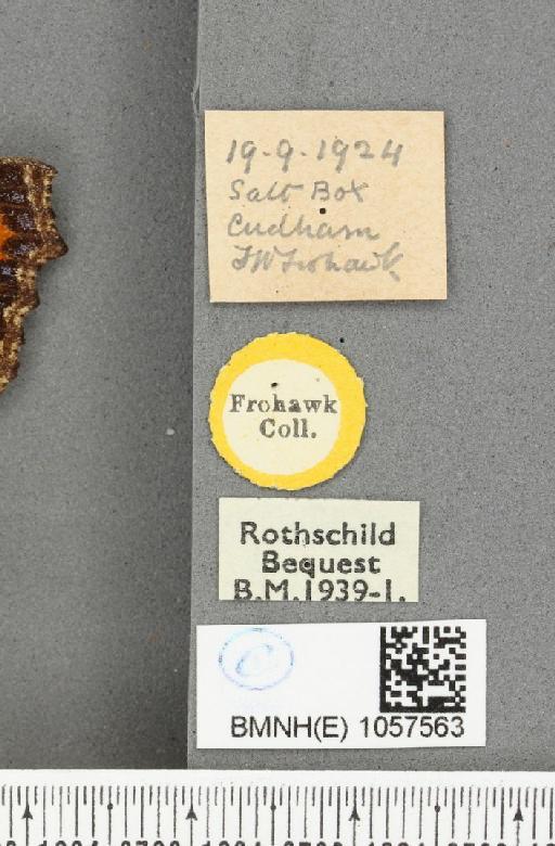 Aglais urticae (Linnaeus, 1758) - BMNHE_1057563_label_47196
