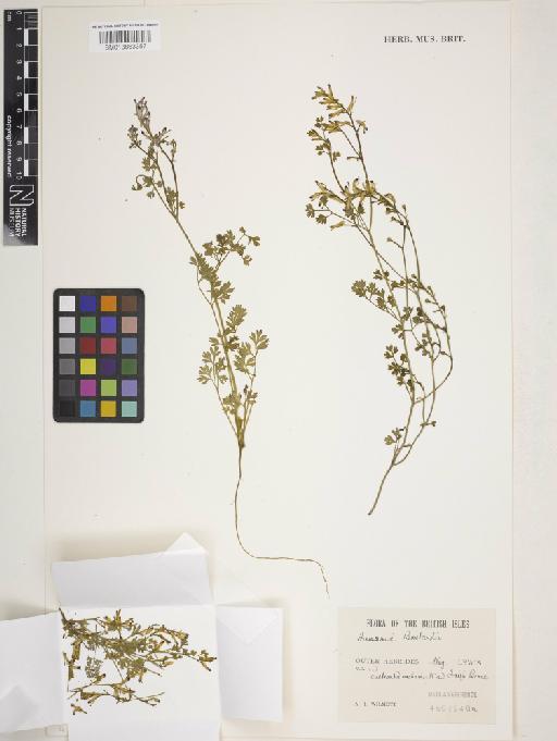 Fumaria bastardii Boreau - 013863357_cap
