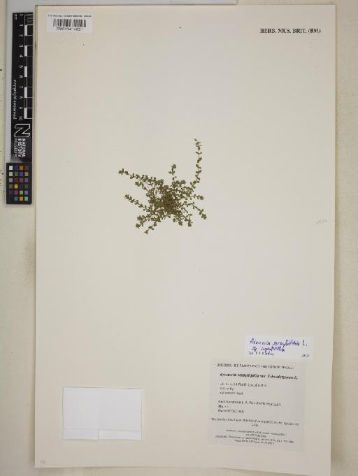 Arenaria serpyllifolia subsp. serpyllifolia L. - BM013414831