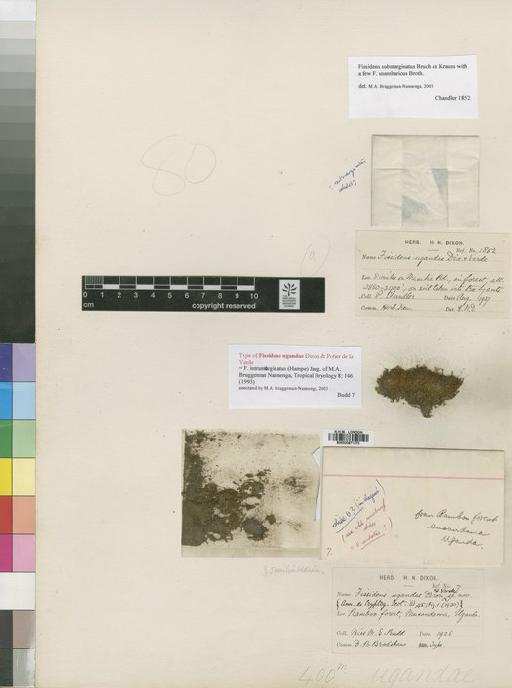 Fissidens intromarginatus (Hampe) A.Jaeger - BM000871873