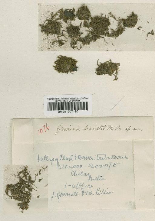 Schistidium apocarpum (Hedw.) Bruch & Schimp. - BM001007150