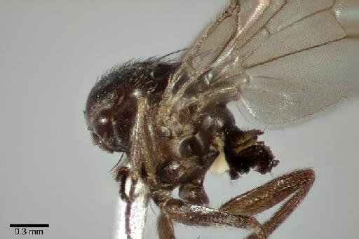 Agromyza simillima Spencer, 1963 - Agromyza simillima BMNHE 1238974 holotype thorax lateral