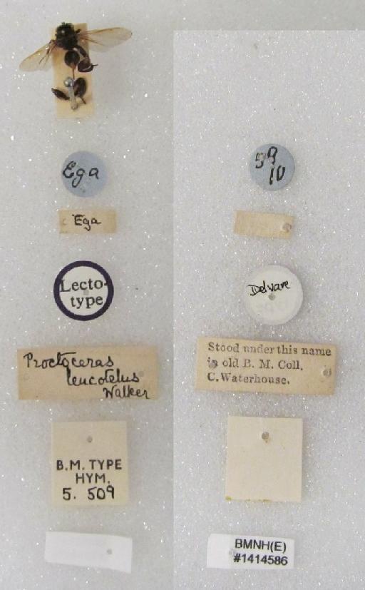 Proctoceras leucotelus (Walker, 1862) - Smicra leucotela #1414586 Hym Type 5.509 labels