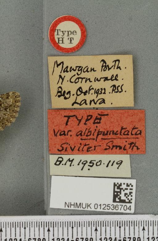 Polymixis lichenea ab. albipunctata Siviter Smith, 1942 - NHMUK_012536704_label_645876