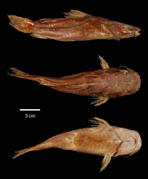 Chrysichthys ornatus Boulenger, 1902 - 1901.12.21.48-50b; Chrysichthys ornatus; type; ACSI Project image