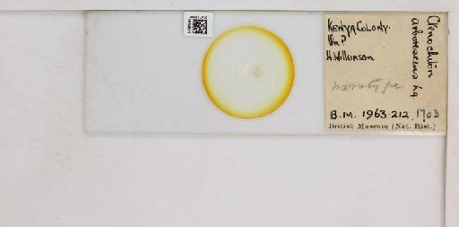Alecanochiton arborescens Laing, 1929 - 010713599__