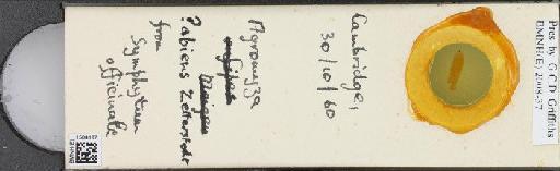 Agromyza abiens Zetterstedt, 1848 - BMNHE_1504187_59266
