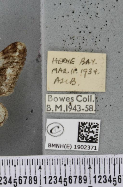 Agriopis leucophaearia (Denis & Schiffermüller, 1775) - BMNHE_1902371_label_462916