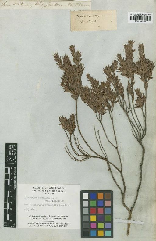 Leucopogon esquamatus R.Br. - BM001040141