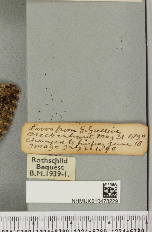 Catocala sponsa ab. rosea Lempke, 1949 - NHMUK_010478229_label_543943