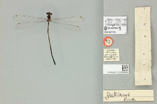 Elattoneura fletcheri Fraser, 1919 - 013324244_dorsal