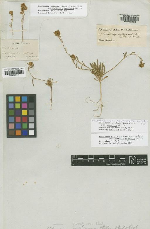 Montiopsis capitata (Hook. & Arn.) Ford - BM000939017
