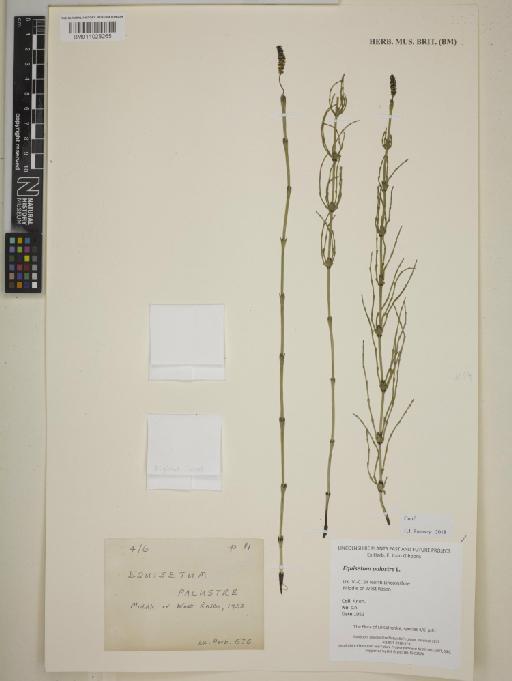 Equisetum palustre L. - BM011028265