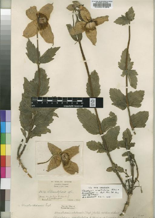 Clematopsis uhehensis (Engl.) Hutch. ex Staner & J.Léonard - BM000583240
