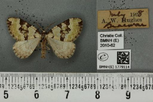 Colostygia pectinataria (Knoch, 1781) - BMNHE_1779114_354559