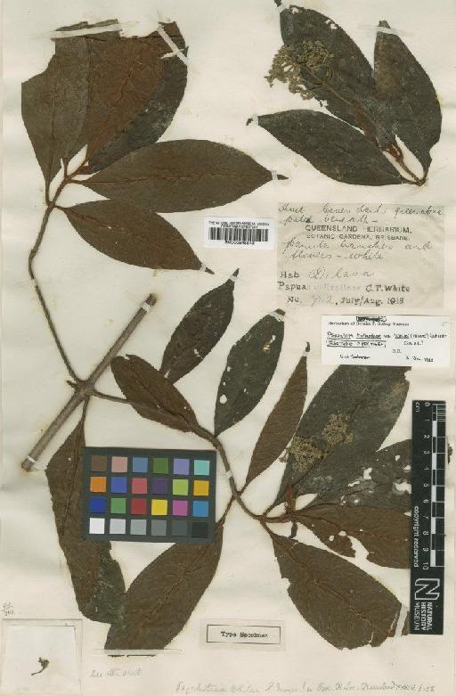 Psychotria hollandiae var. whitei (S.Moore) Sohmer - BM000945543