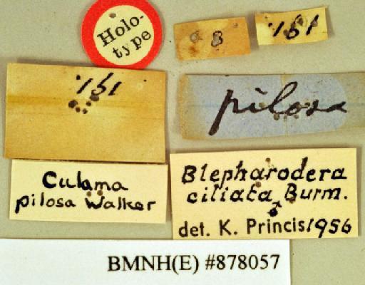 Culama pilosa Walker, 1868 - Culama pilosa Walker, F, 1868, male, holotype, labels. Photographer: Heidi Hopkins. BMNH(E)#878057