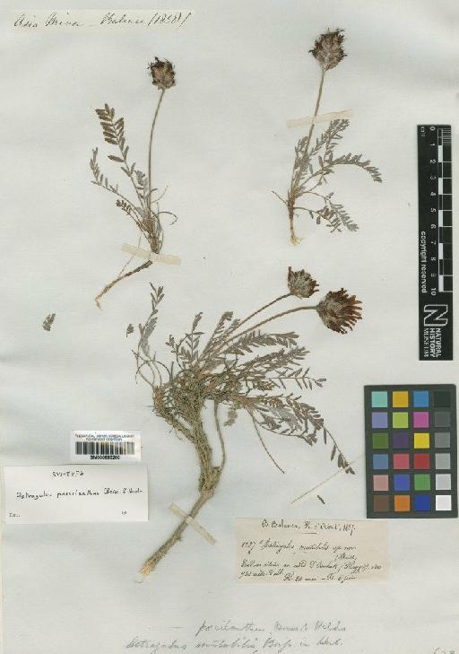 Astragalus paecilanthus Boiss. & Heldr. - BM000885260