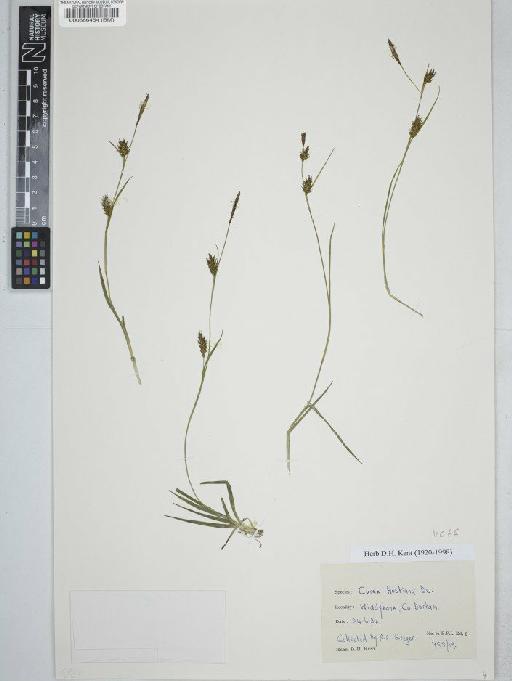 Carex hostiana DC. - BM000586454C