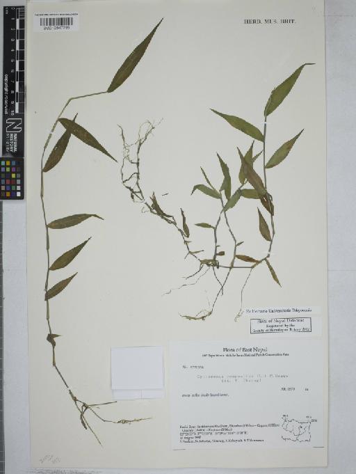 Oplismenus compositus (L.) P.Beauv. - 012547795