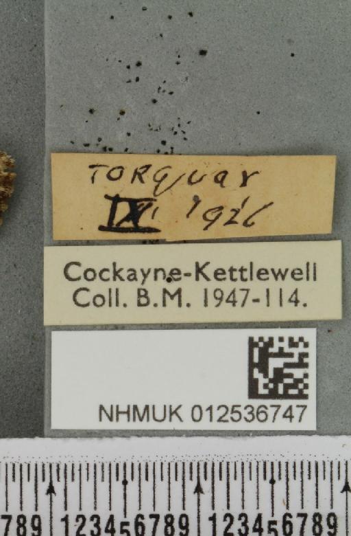Polymixis lichenea ab. evalensis Siviter Smith, 1942 - NHMUK_012536747_label_645887