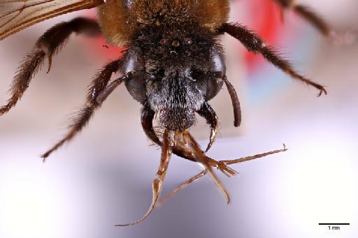 Ptilothrix plumata Smith, F., 1853 - 014025273_3x_face