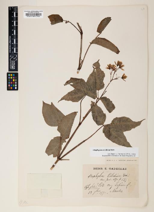 Staphylea colchica Steven - 000520583