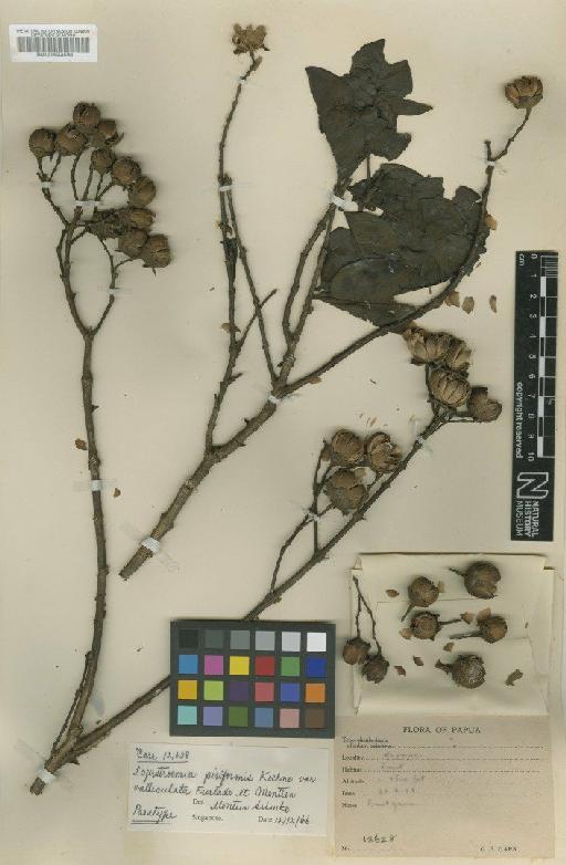 Lagerstroemia piriformis var. valleculata Furtado - BM000944568