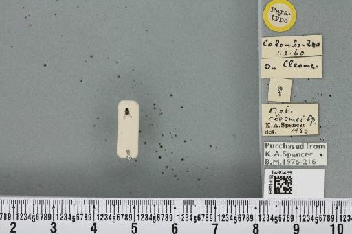 Melanagromyza cleomae Spencer, 1961 - BMNHE_1469435_45137