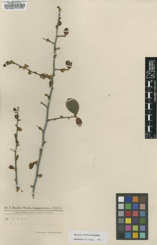 Ruprechtia triflora Griseb. - BM000092578