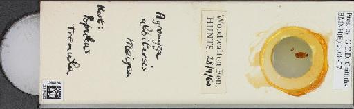Agromyza albitarsis Meigen, 1830 - BMNHE_1504134_59220
