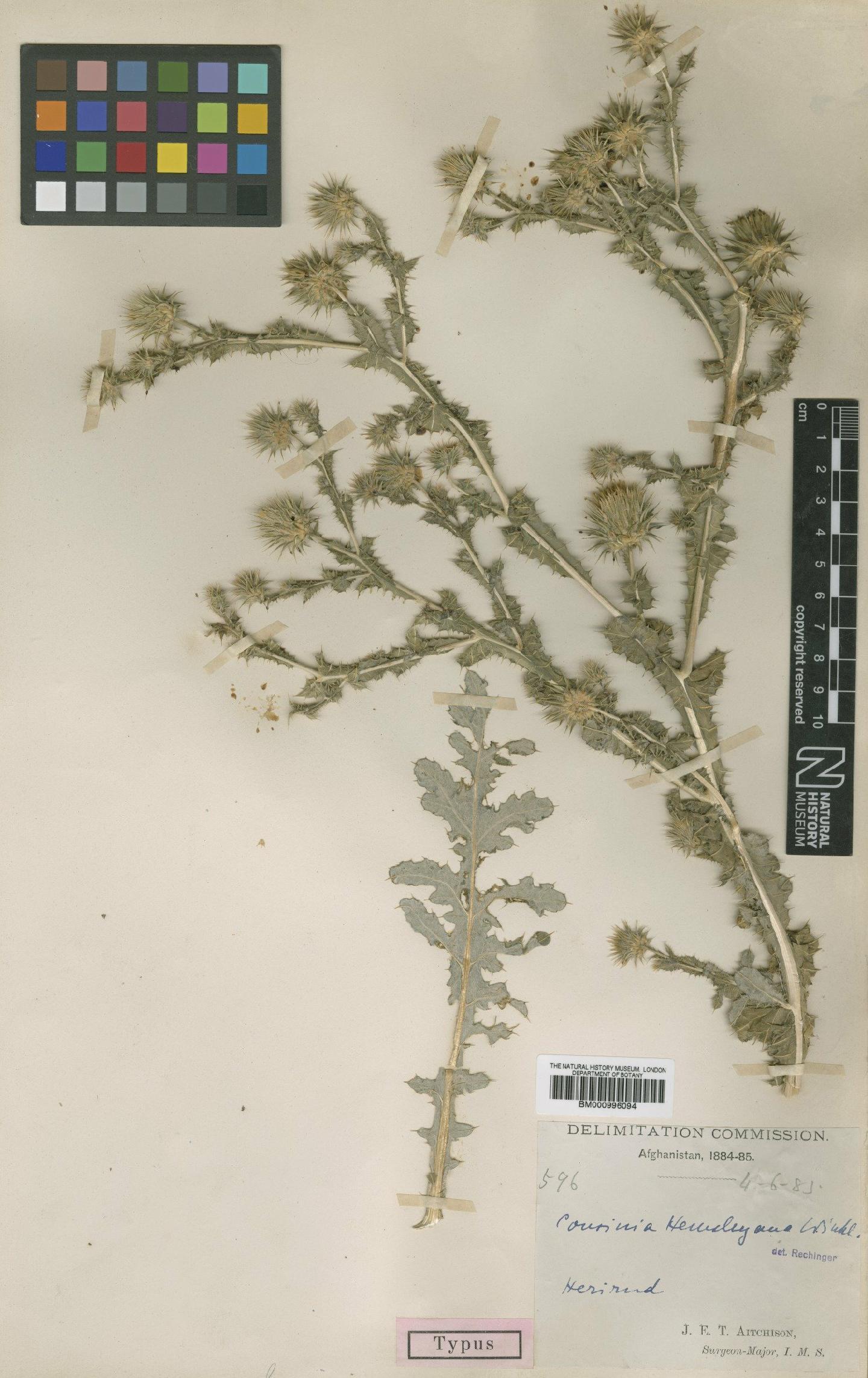 To NHMUK collection (Cousinia hemsleyana C.Winkl.; Type; NHMUK:ecatalogue:475647)