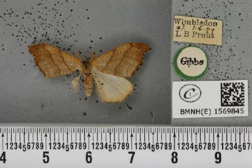 Falcaria lacertinaria (Linnaeus, 1758) - BMNHE_1569845_491539