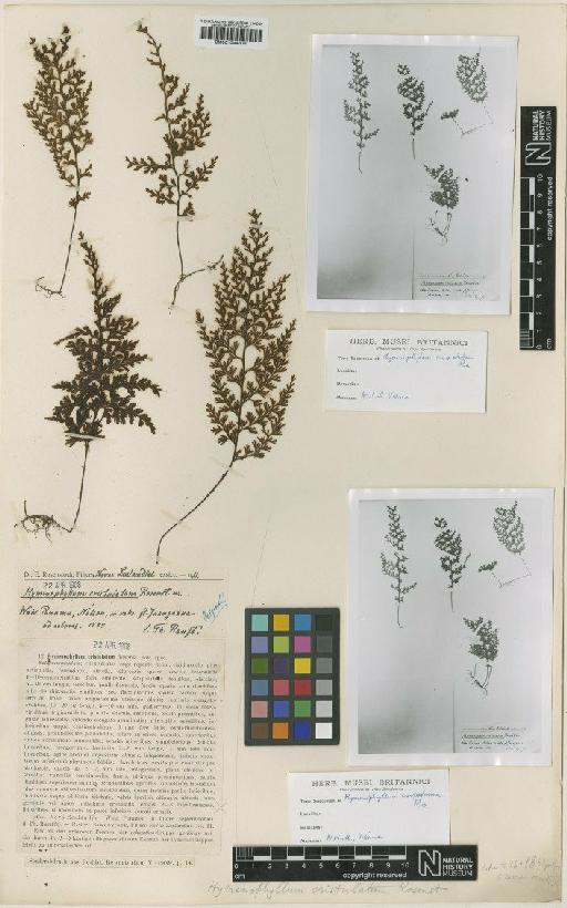 Hymenophyllum sanguinolentum (G.Forst.) Sw. - BM001044306