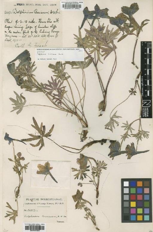 Delphinium beesianum W.W.Sm. - BM000565787