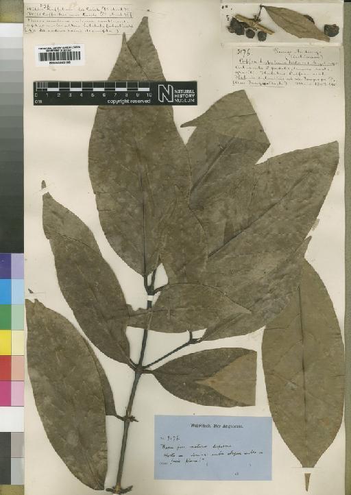Belonophora hypoglauca Chev - BM000903188